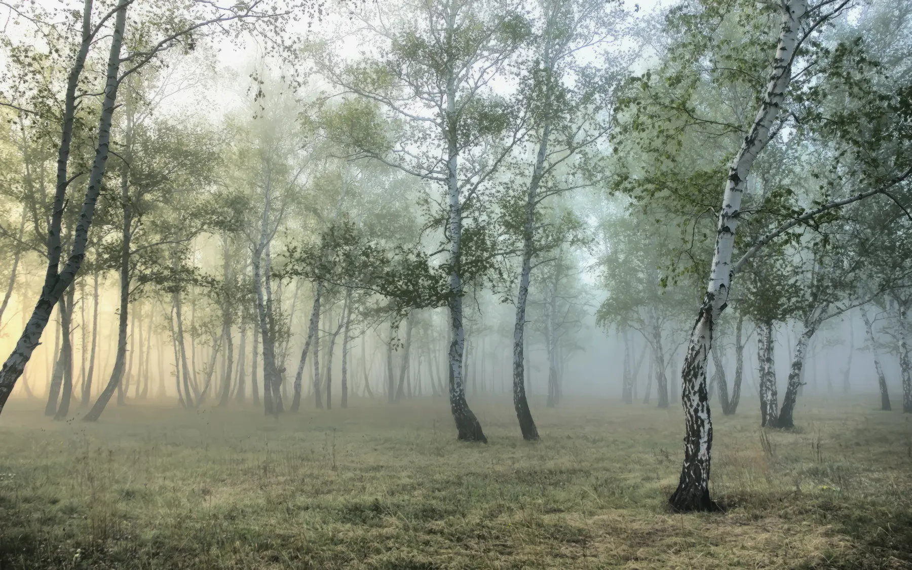 Papier peint Brouillard Forêt de Bouleaux u25820