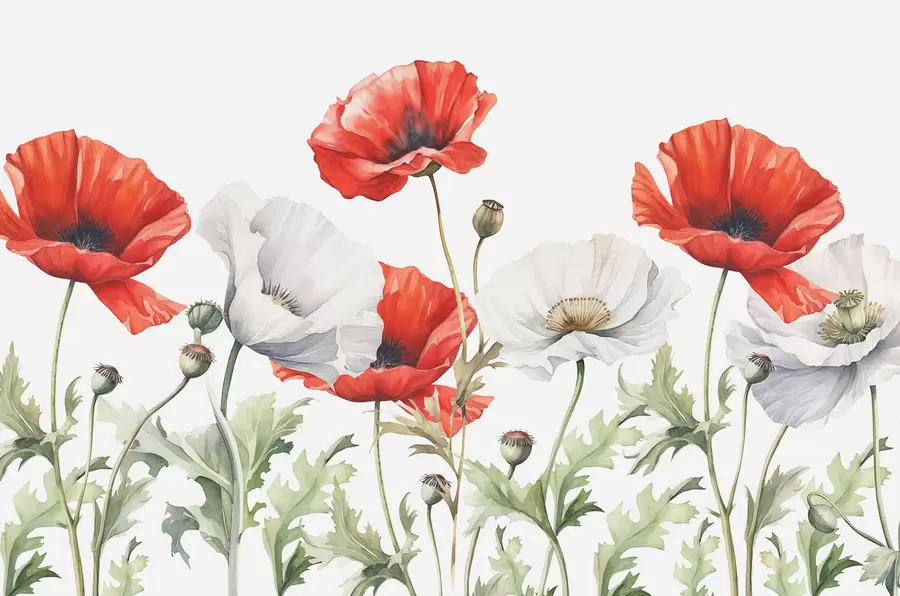 Papier peint Aquarelle de coquelicots rouges et blancs w01203