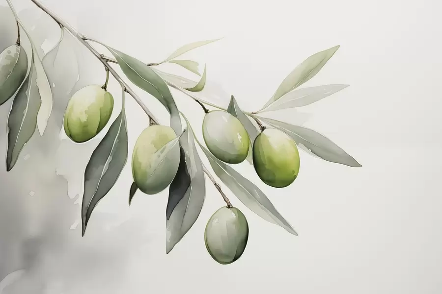 Papier peint Branche avec olives vertes aquarelle humide w02042