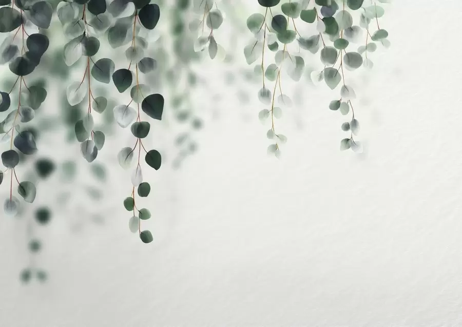 Papier peint Eucalyptus tombant sur un fond clair w04393