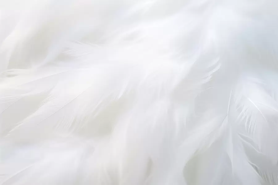 Papier peint Plumes blanches douces, texture légère w04442