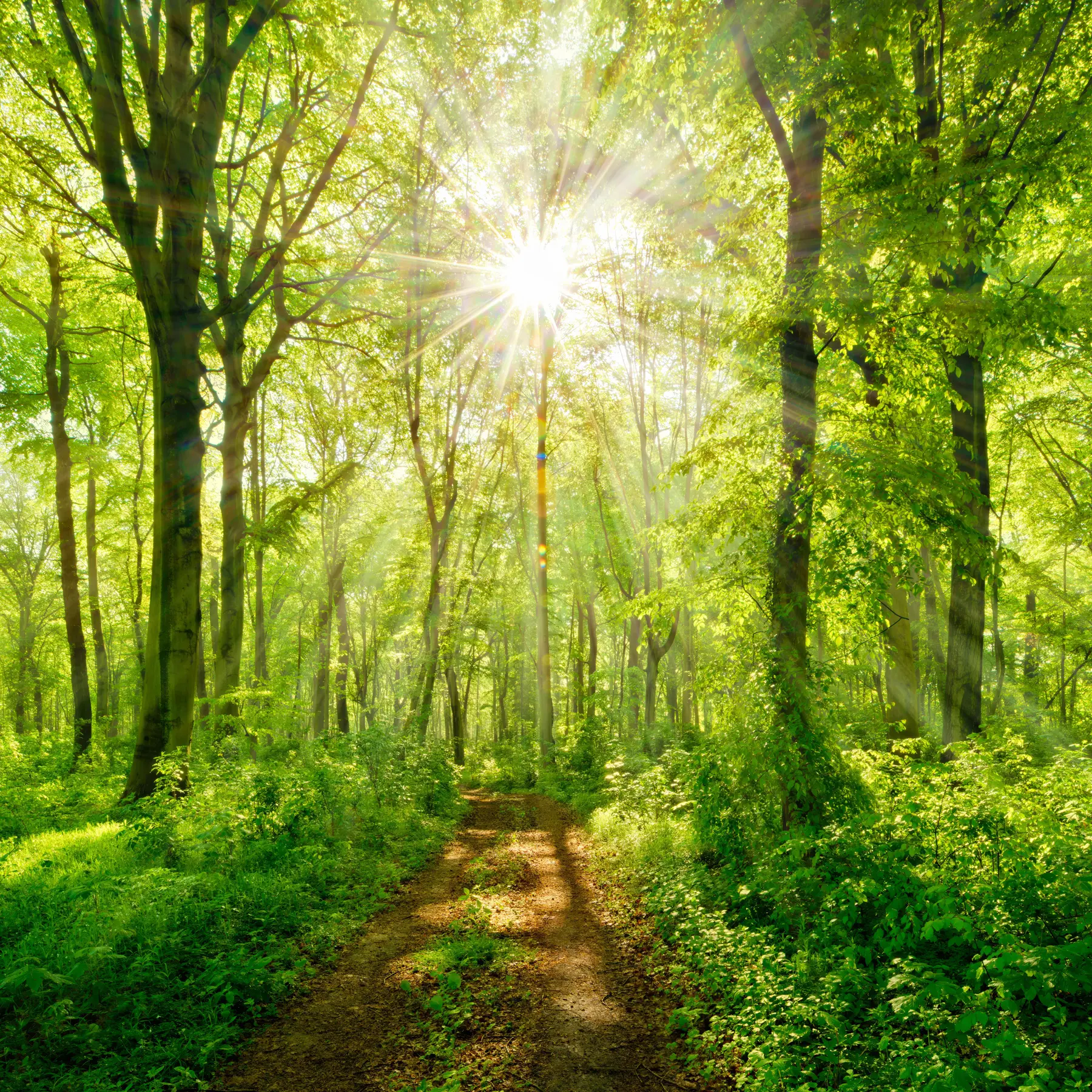 Papier peint Chemin dans la forêt ensoleillée u22252