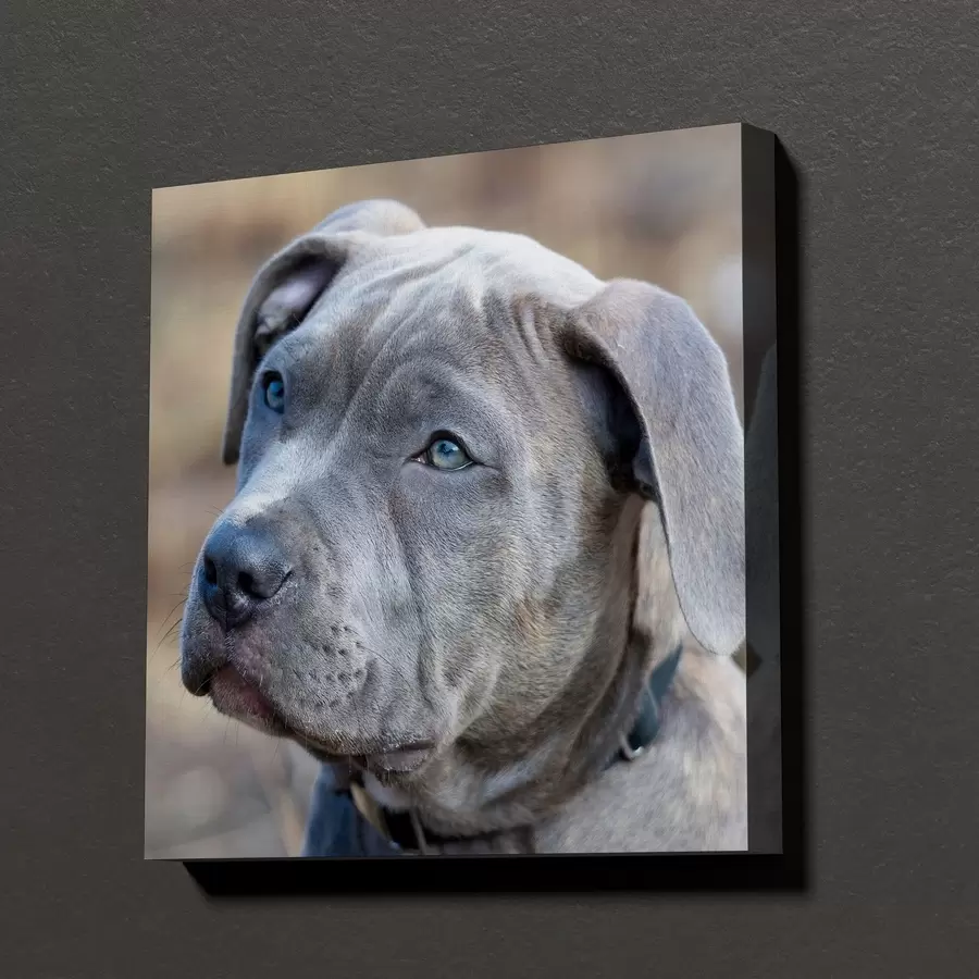 Tableau Votre chien réalisé sur mesure à partir de votre photo s47170