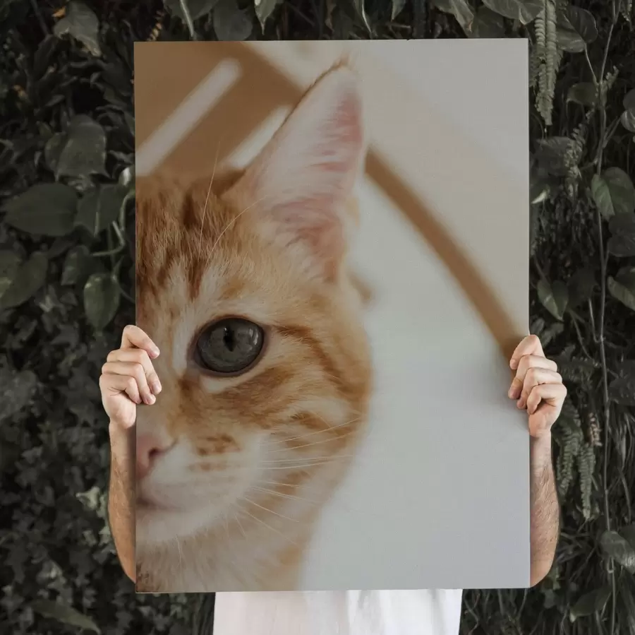 Tableau Photo de votre chat sur toile s47220