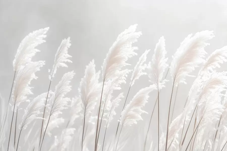 Papier peint Herbe de pampa blanche et douce dans la douce lumière du matin w09717
