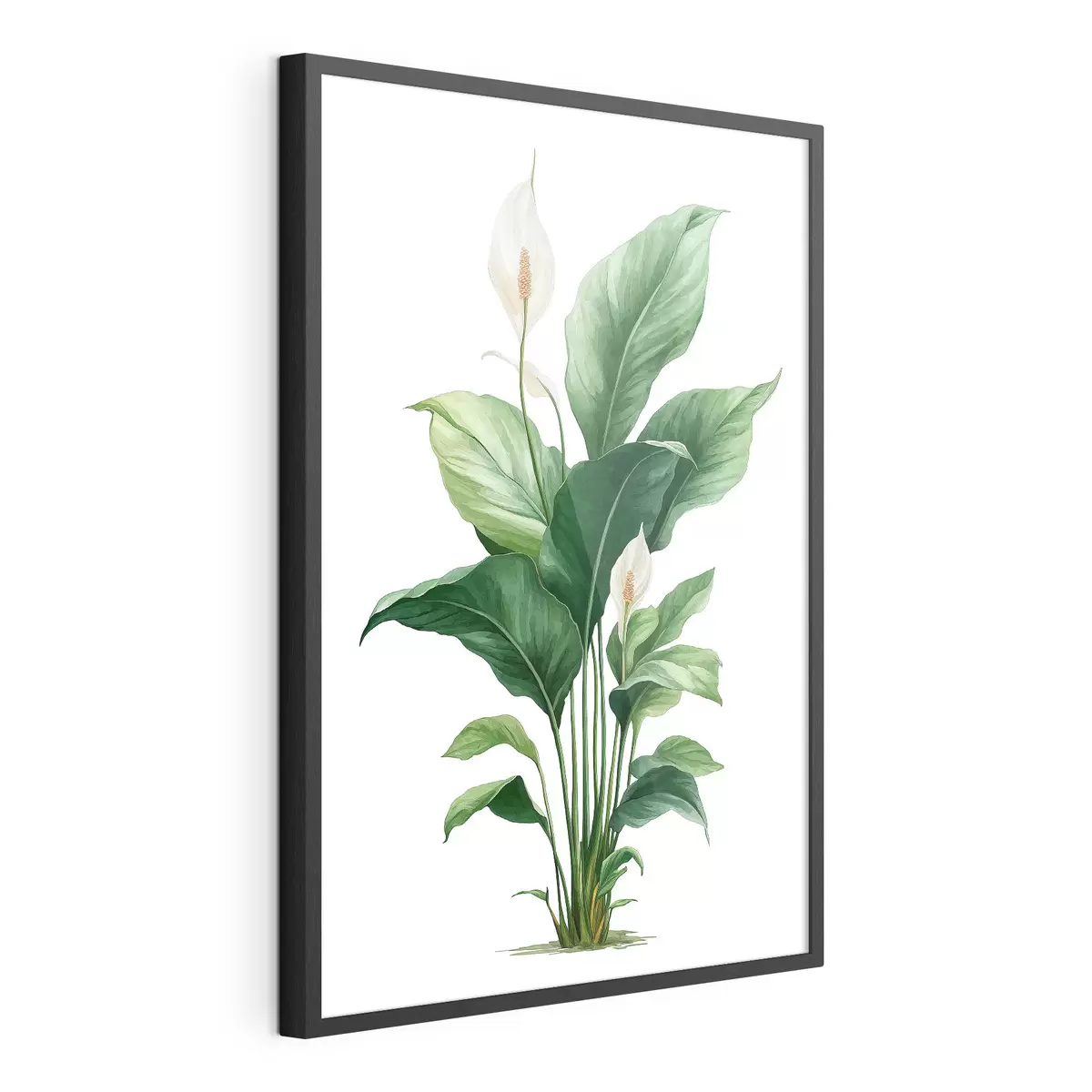 Poster Lys de la paix f49335