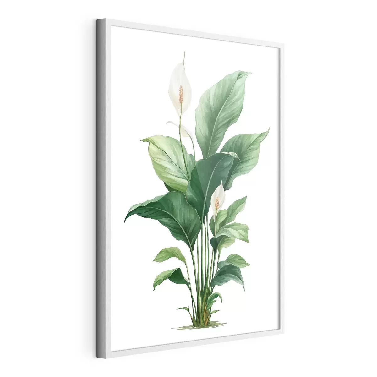 Poster Lys de la paix f49335