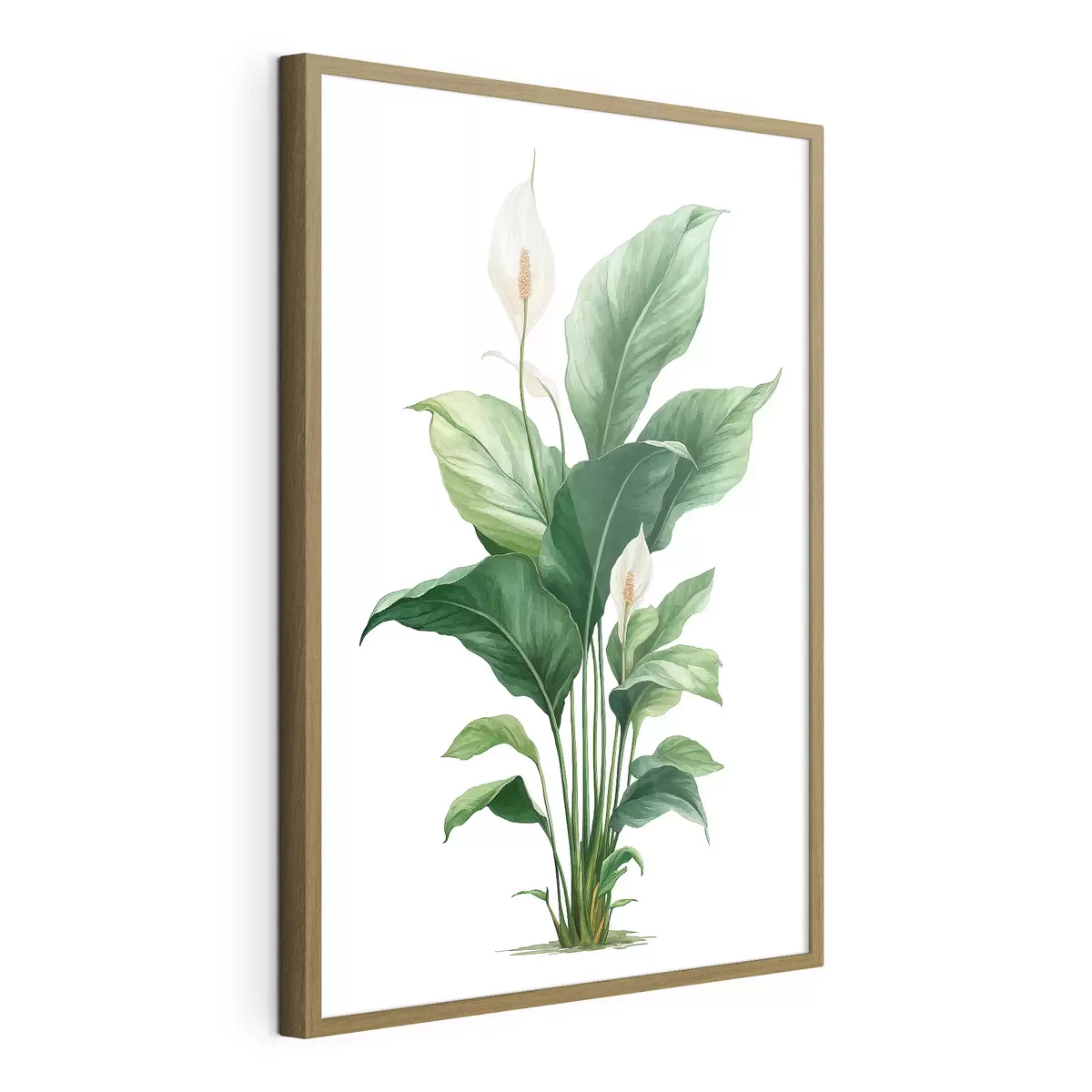 Poster Lys de la paix f49335
