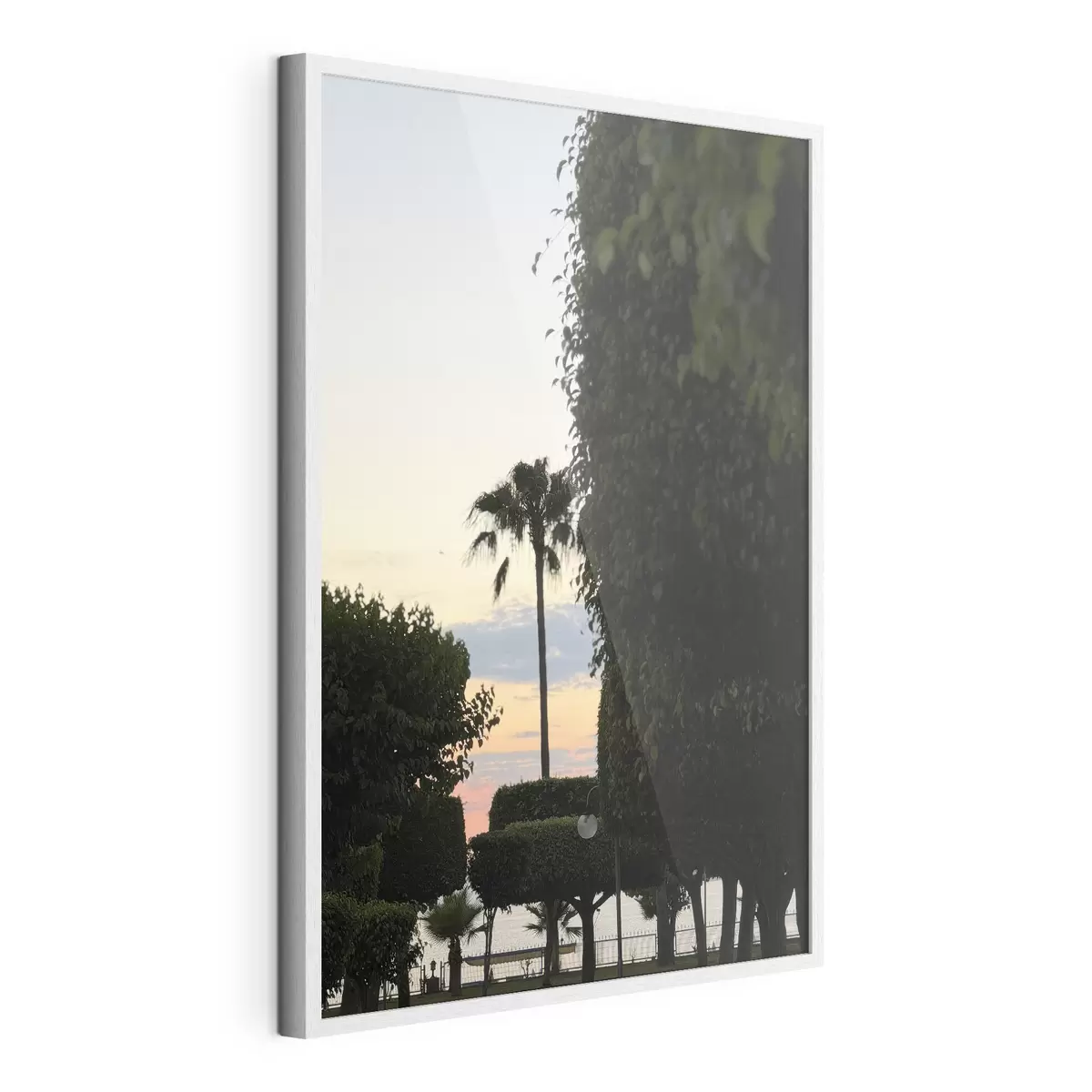 Poster Un palmier dans un parc paysager au coucher du soleil f49697