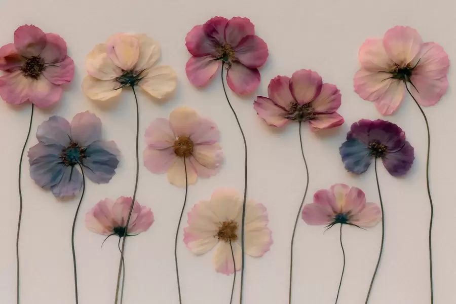 Papier peint Composition d'herbier avec effet de fleurs pressées et texture en 3D w09911