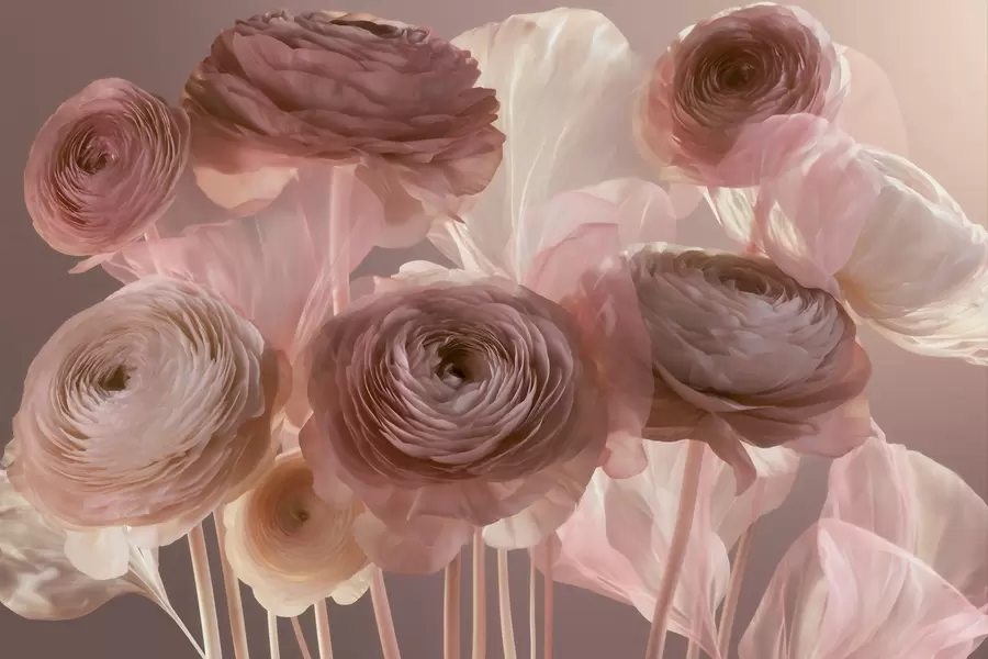Papier peint Grandes fleurs de renoncule au style artistique, dans des tons de rose pâle et de crème w09921
