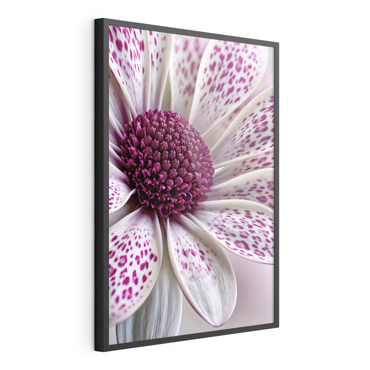 Poster Gros plan sur une fleur ressemblant à une marguerite, parsemée de taches léopard d'un magenta éclatant f49865