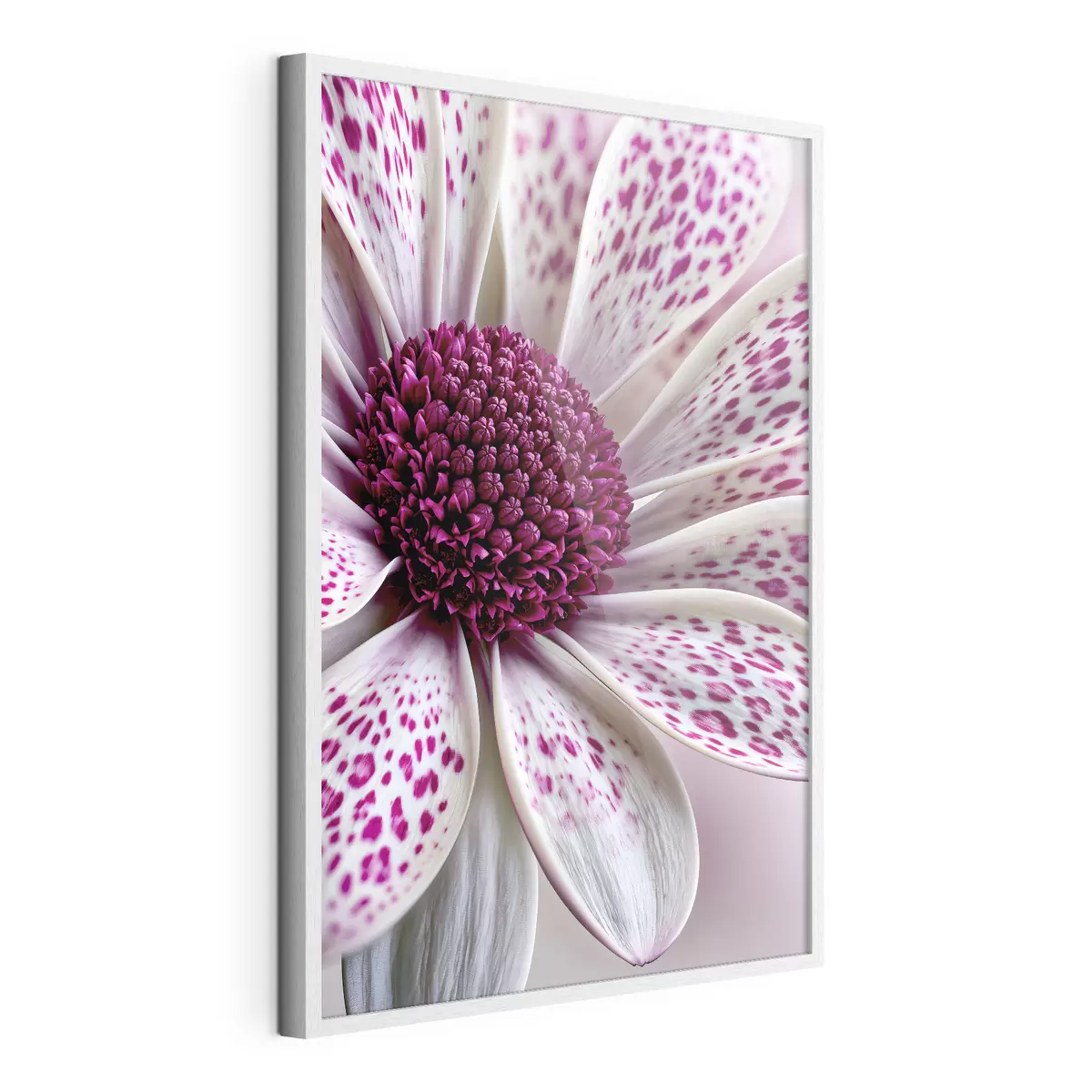 Poster Gros plan sur une fleur ressemblant à une marguerite, parsemée de taches léopard d'un magenta éclatant f49865