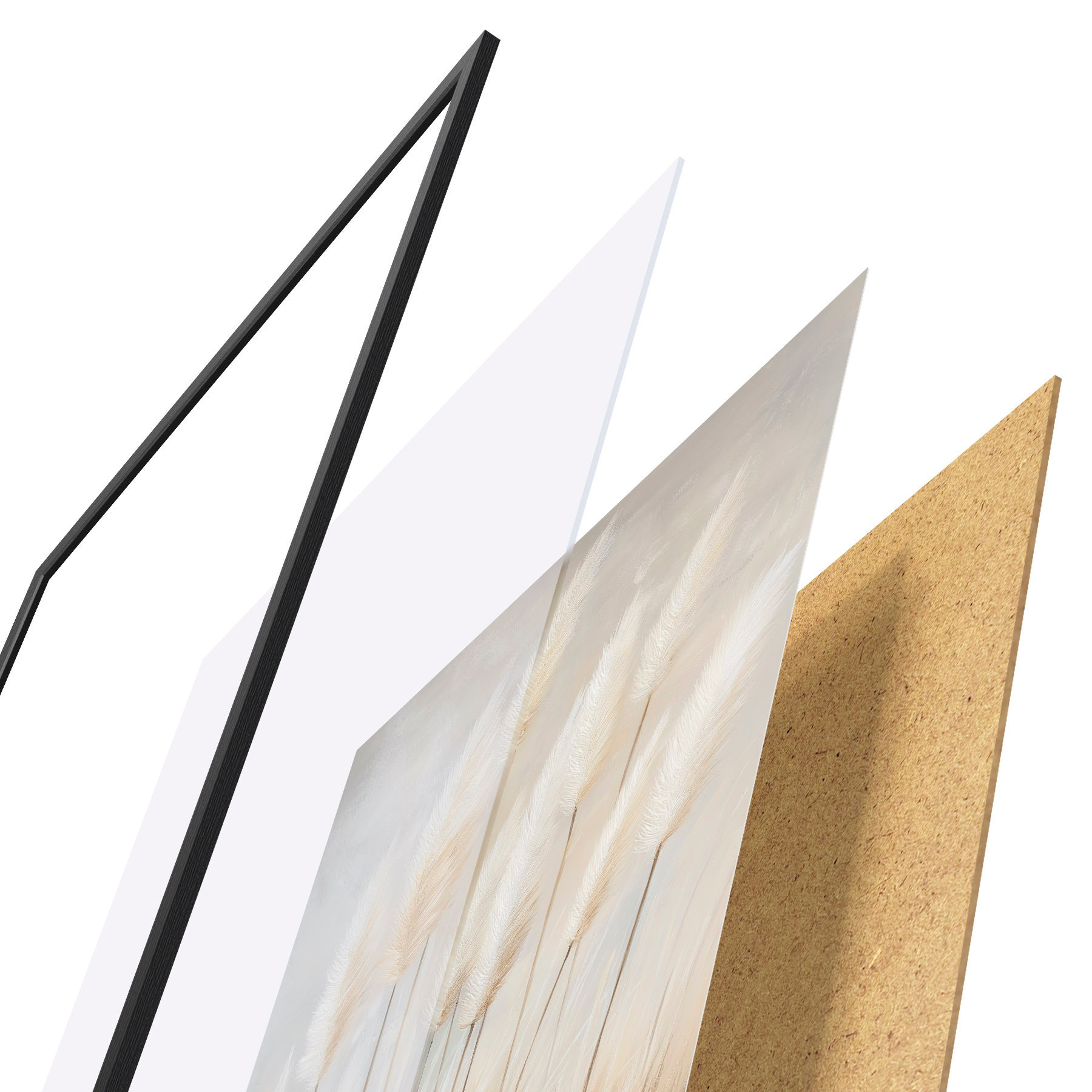 Poster Herbe de la pampa f51150