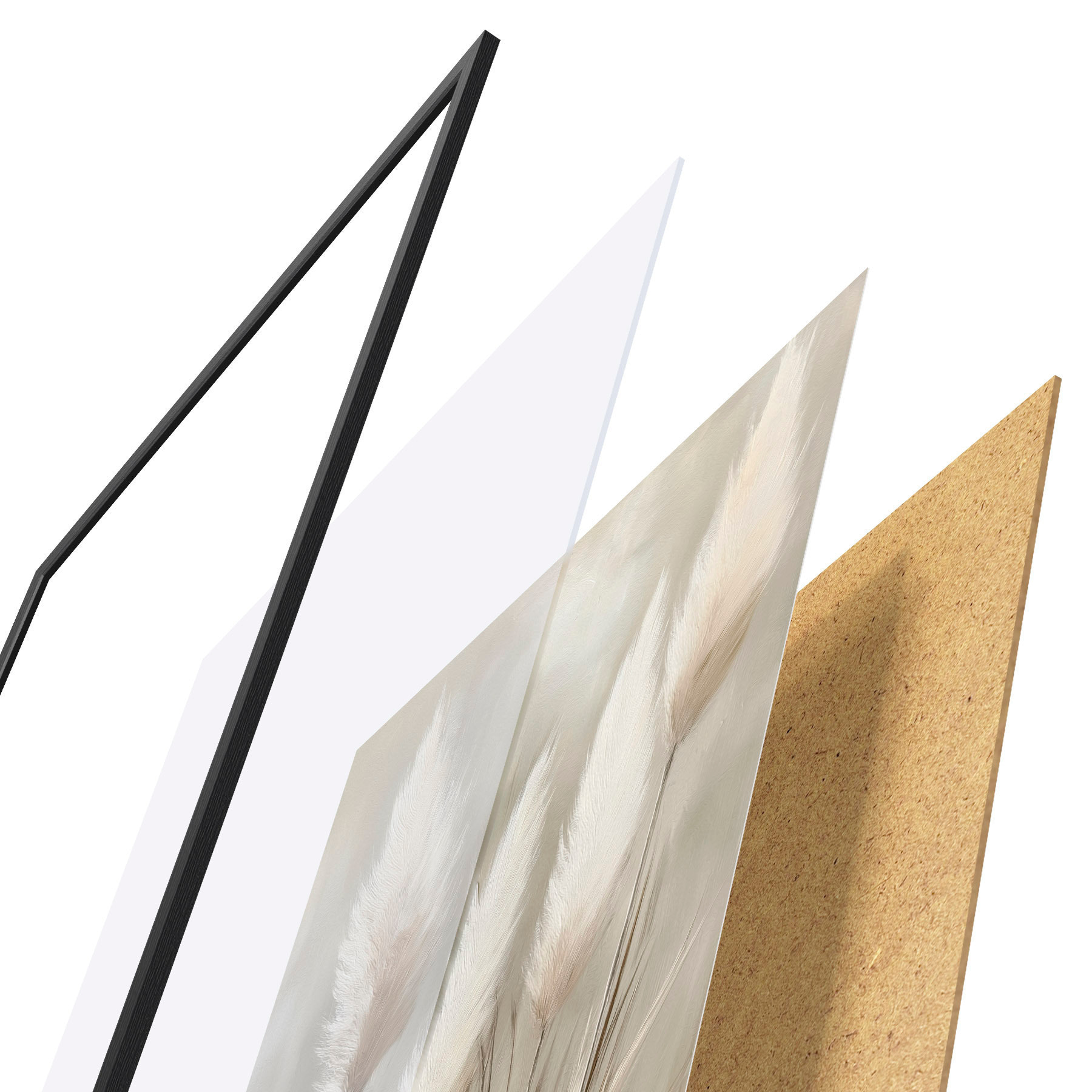 Poster Herbe de la pampa f51151