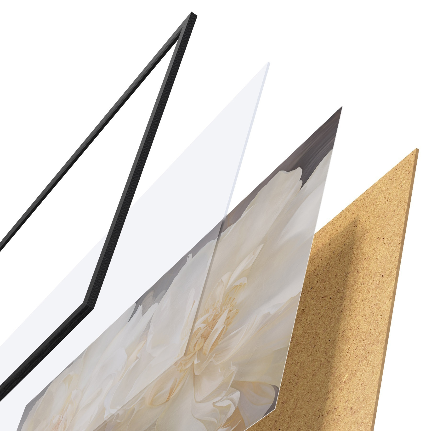 Poster Gros plan sur des pivoines doubles claires f51088