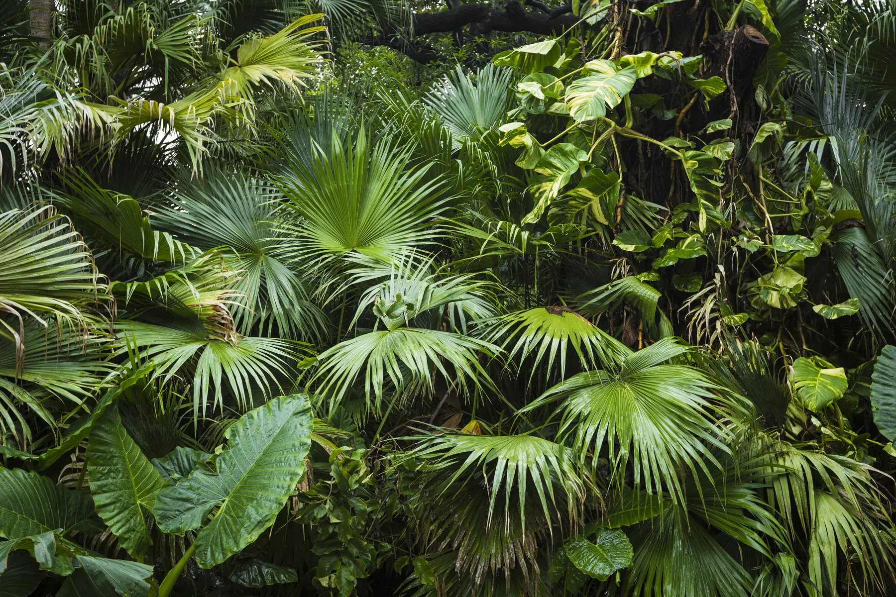 Papier peint Feuilles mouillées dans la jungle u93616