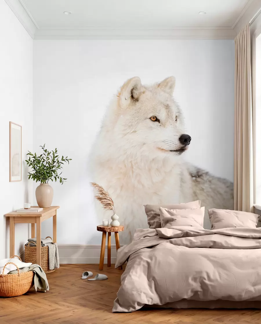 Papier peint Loup arctique sur fond blanc u98189