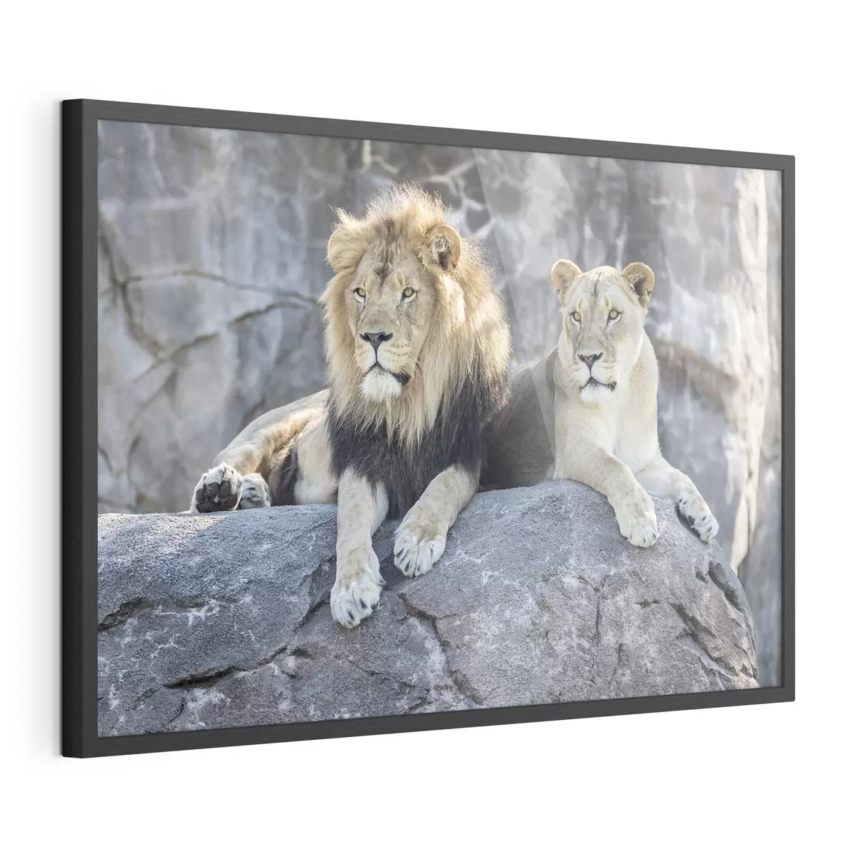 Poster Lion et confiance f15278