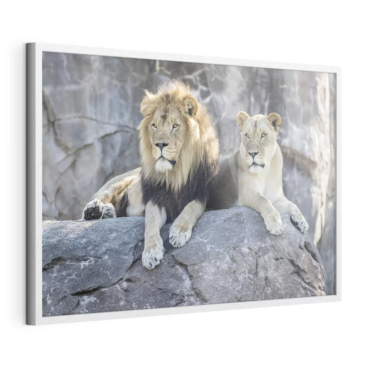 Poster Lion et confiance f15278