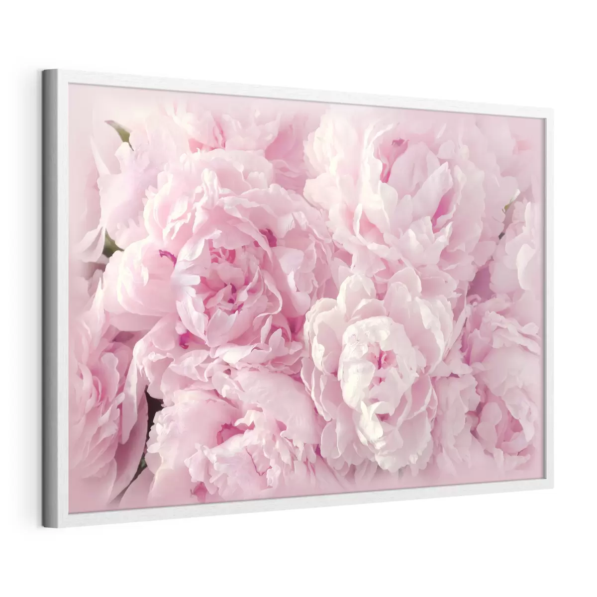 Poster Pivoines aériennes f35248