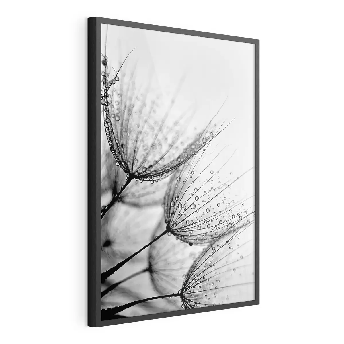 Poster Pissenlits dans la rosée f20828