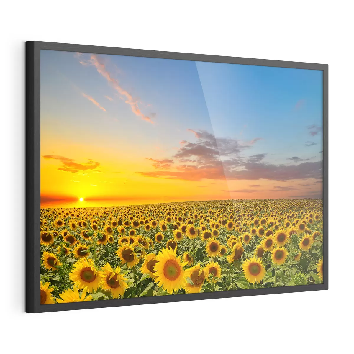 Poster Aube dans un champ de tournesols f05429