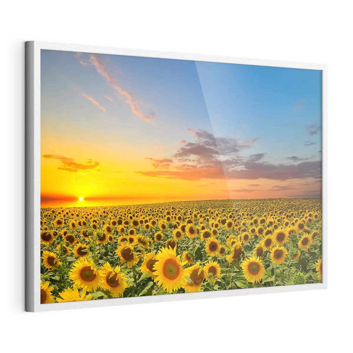 Poster Aube dans un champ de tournesols f05429