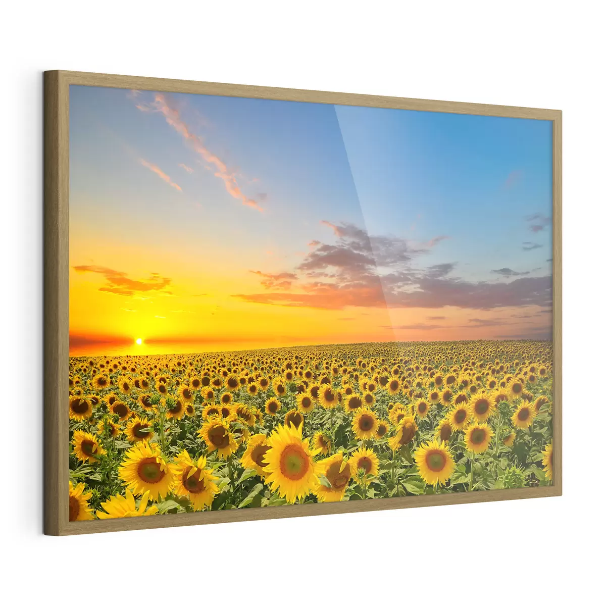 Poster Aube dans un champ de tournesols f05429